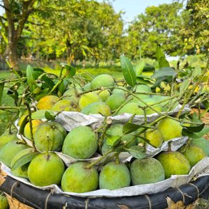 ১০ কেজি প্যাকেজ